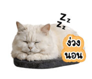 842955994