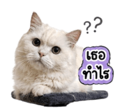 842956000