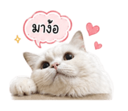 842956061