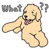 842956637