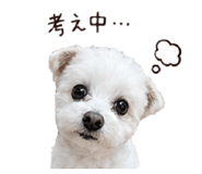 842961081