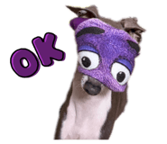 842961455