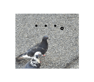 842961852