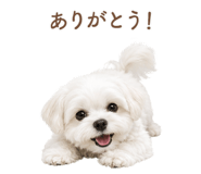 842965241