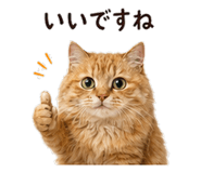 842969972