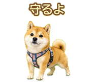 842974666