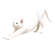 842975540