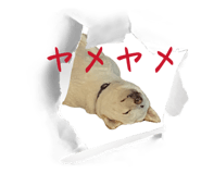 842977531