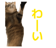 842982682