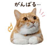 842984003