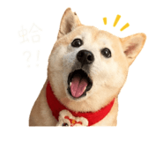 842990205