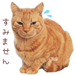 842990653