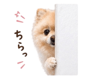 842994265