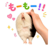 842996431