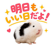 842996451