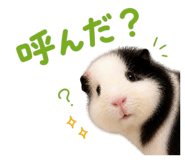 842996456