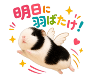 842996463