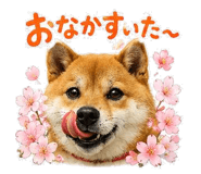 843000294