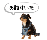 843003153