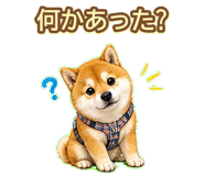 843003223