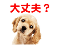 843020517