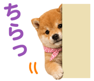 843027421