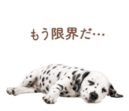 843030828
