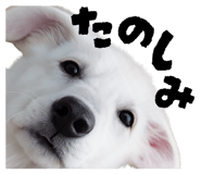 843040036