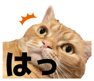 843050151
