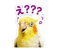 843052558