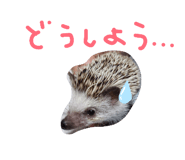 843053534