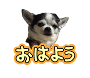 843053568