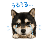 843053801