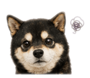 843053812