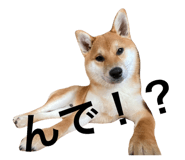 843054585