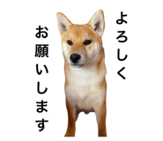 843054589
