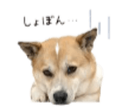 843055471