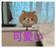 843071568