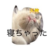 843090875