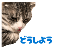843091090
