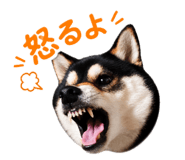 843092913