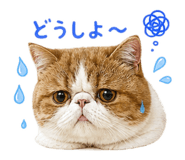 843105715