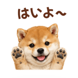 843107957