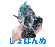 843112871