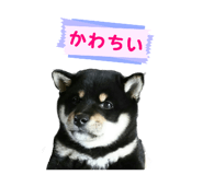 843113039