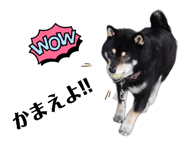 843113053