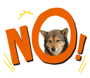 843113196