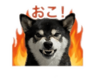 843119627