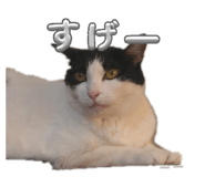 843120072