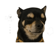 843132597